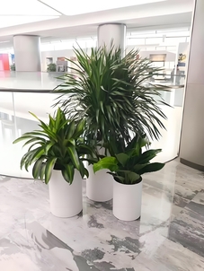 实惠盆景出租哪里找?宁波奉化有妙招!